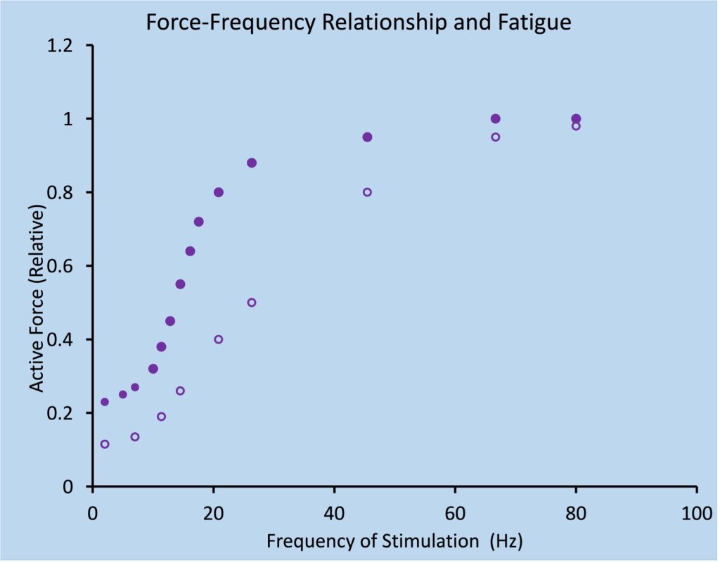 This graph shows the force-frequency relationship prior to and after a series of fatiguing contractions. In both cases, the shape of the curve is sigmoidal, but fatigue shifts the curve down and to the right. Maximum force at 80 Hz is not affected, but force at frequencies from 1 to 50 are quite depressed.