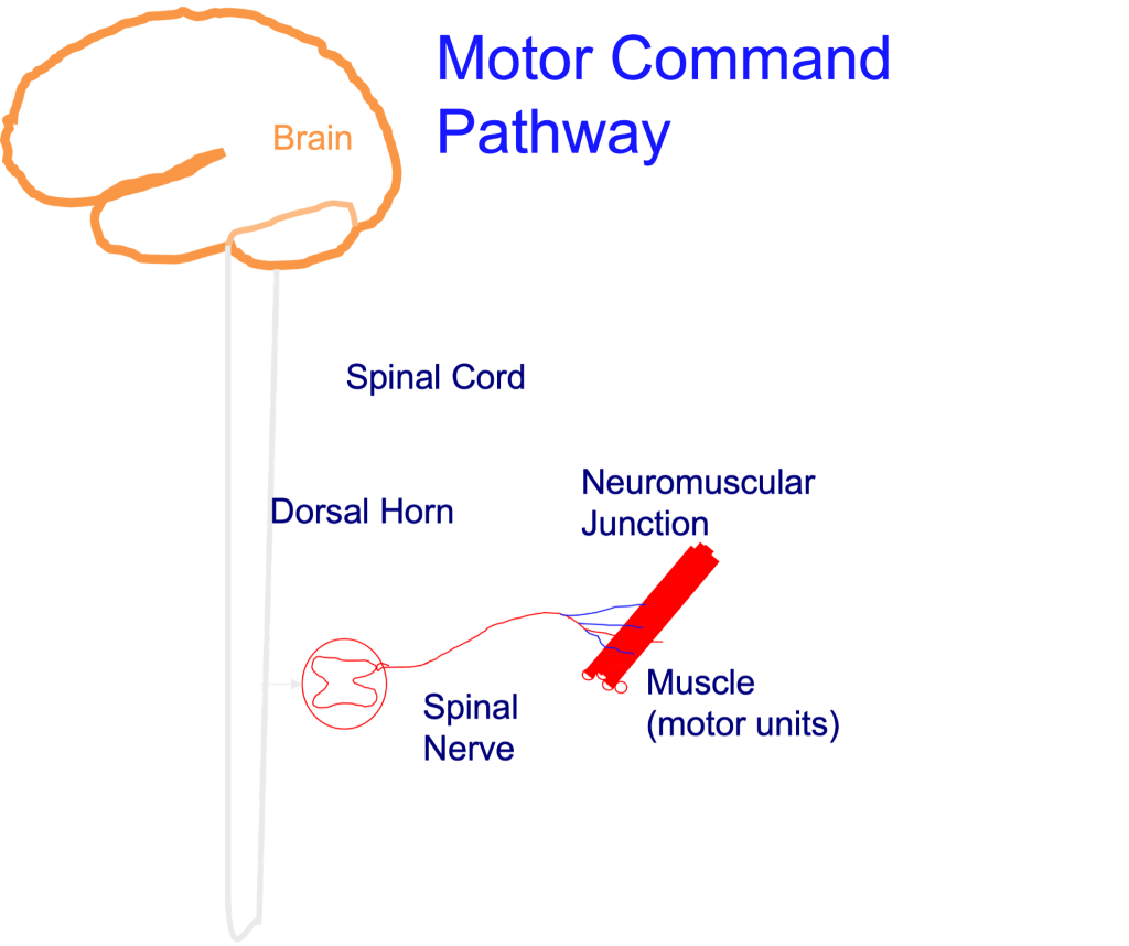 This drawing shows a brain and spinal cord with a cross-section of the spinal cord drawn about 2/3 of the way down the cord. A spinal nerve comes off the cross-section from the dorsal horn, the location of motor neuron cells bodies. This spinal nerve travels to a muscle, where it divides into several axons, each innervating a muscle fibre