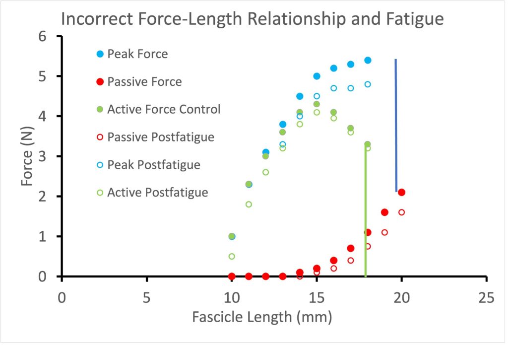 This graph demonstrates the common but incorrect method of calculating active force for muscle contraction. The force length relationship is illustrated in fresh (solid symbols) and fatigued (open symbols) muscle. Active force is the difference between passive and active, but when fascicle length changes during the contraction, it is important to subtract the passive force at the fascicle length reached at the peak of contraction. Peak force is in blue solid dots and increases from about 1 N at 10 mm fascicle length to 5.4 N at 18 mm fascicle length. The corresponding passive force is zero until 15 mm but increases exponentially to 2 N at 20 mm. A solid blue line is drawn up from this passive force at 20 mm to the same force as peak. This would appear to be active force, but when this is drawn (vertical green line) at the fascicle length reached during the longest contraction, it can be noted that passive force here was only 1 N. This is the force that should have been subtracted, giving a higher active force. This error does not affect active force calculation when passive force is zero, so only contractions at long length have the error. This miscalculation of active force leads to an underestimation of active force at long lengths. This graph also shows the change in passive force after fatigue. Passive force decreased about 0.5 N at very long length, but very little at 15 mm. The decrease in passive force leads to less error in estimation of active force at long lengths for fatigued muscle.