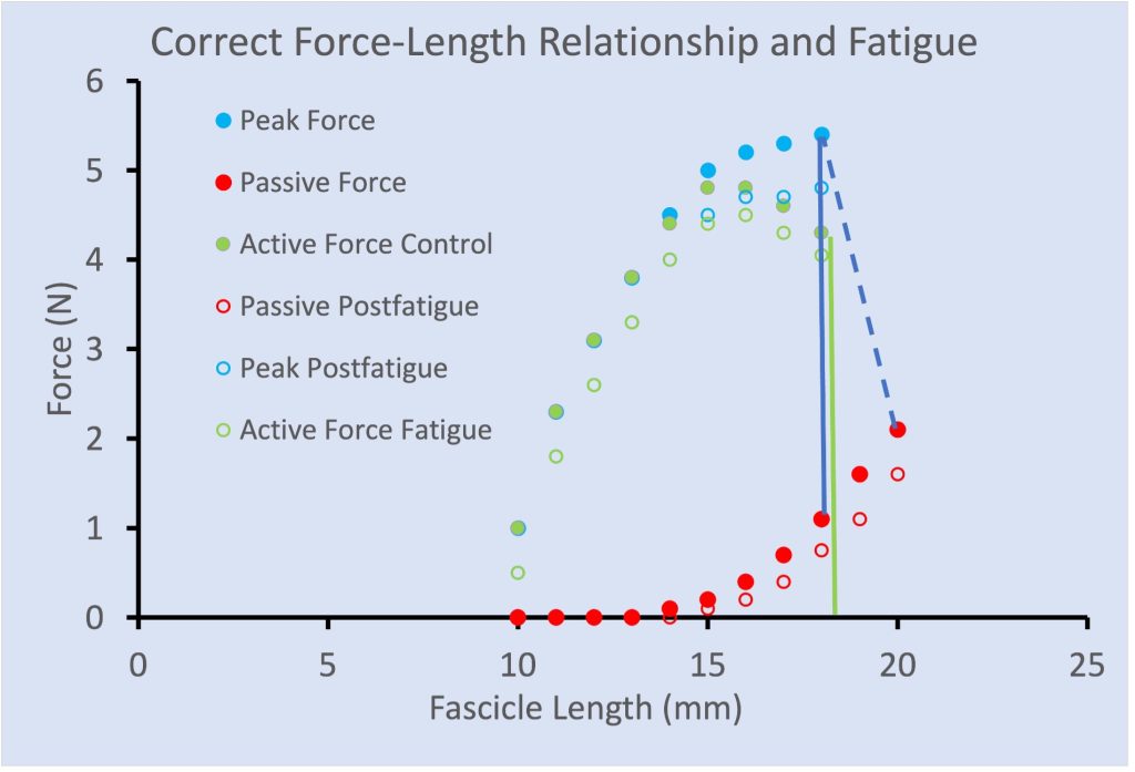 This graph is similar to the previous one in that is shows calculation of active force prior to and after fatiguing contractions. Peak force increases from 1 to 5.4 N as length increases from 10 to 18 mm. Here, the passive force is found at the fascicle length reached during peak of the contraction and this is subtracted from that peak force. When this is followed, there appears to be more of a difference in active force prior to vs after fatigue.