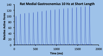 A series of twitch contractions at 10 Hz at short length for the intact rat medial gastrocnemius muscle are shown. Amplitude begins at 100% and increases to about 138% after just 1.8 s. Each contraction is just slightly higher in amplitude than the previous one.