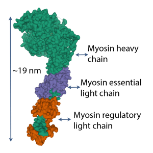 A colourful model of the myosin head is illustrated here, shaped like a golf club with a long stem or tail region and a thick globular end. The entire molecule is 19 nm in length. Different colours are used to show the different regions: Myosin heavy chain, which includes the globular end and a narrow stem, that is hard to see because a purple myosin essential light chain (shown in purple) is attached in the midrange part of the tail region, and a myosin regulatory light chain is shown (orange) closer to the end of the tail region.