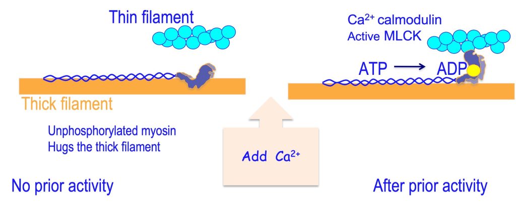 This image shows two states of the myosin head. In both cases, the long S2 segment with the myosin head on the end lies against the orange thick filament and a segment of actin filament is placed above the thick filament. On the left, the myosin head is also lying flat against the thick filament. between the two parts is a stubby arrow, indicating the addition of Ca2+. On the right, it is indicated that Ca2+ has bound to calmodulin and activated myosin light chain kinase, the enzyme that phosphorylates the regulatory light chain. The myosin head here has rotated away from the thick filament, bringing the tip of the head close to the actin filament. A yellow dot has been added to the tail region of the myosin head, indicating the addition of a phosphate group.