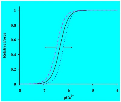 This graph plots relative force (varying between 0 and 1.0 against pCa2+, the negative log of [Ca2+], ranging from 8 on the left to 4 on the right. Three lines rise from the baseline to the peak with a sigmoidal shape. The control line is in the middle. A dashed blue line represents increased Ca2+ sensitivity and is shifted slightly to the left. A dotted green line represents decreased Ca2+ sensitivity and is shifted slightly to the right.