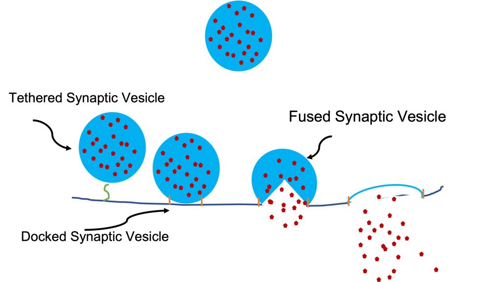 Blue spherical vesicles are shown, containing acetylcholine, illustrated as red dots within the vesicles. Some vesicles are free-floating in the cytoplasm of the nerve terminal while some are tethered and others are docked. One vesicle is shown undergoing the process of fusion; the membrane of the vesicle becomes membrane of the nerve terminal and the contents are emptied into the synaptic cleft.