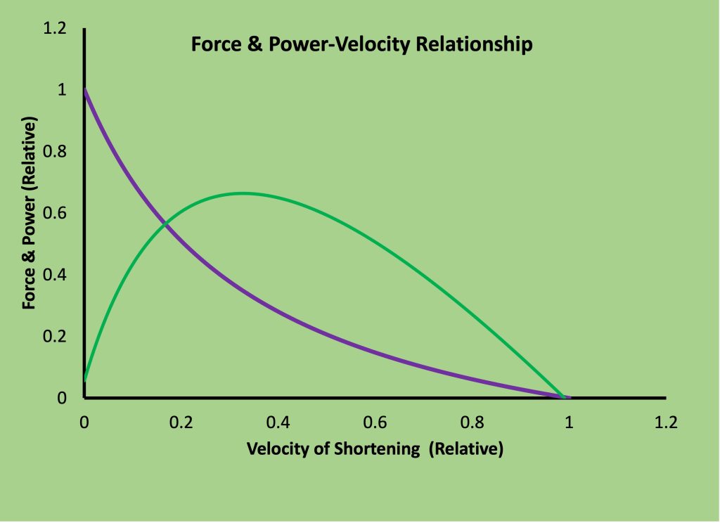 There are two lines on this graph. The purple line is the typical force-velocity relationship, the hyperbolic curve that decreases as velocity increases. The green line is power, which rises as velocity increases from zero to about .35 then decreases as velocity increases further to reach zero at 1.0 (maximal velocity). There is a unique velocity and load or force where power is the highest that it can be for this muscle.