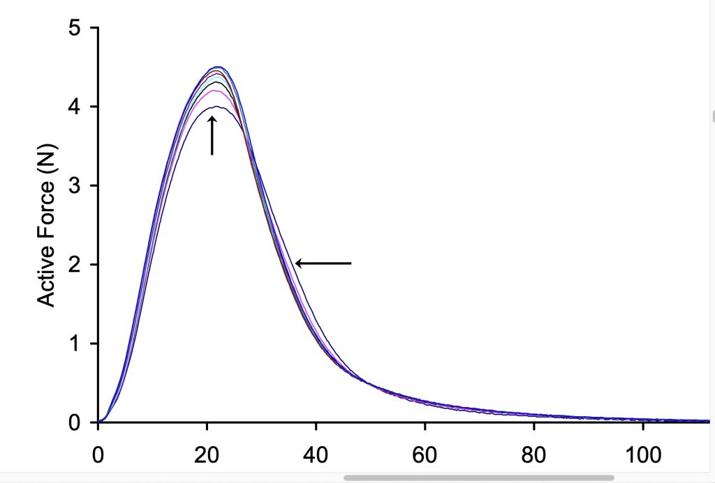 Several brief high frequency contractions are superimpose. Arrows point to the initial contraction (smallest and slowest). Sequential contractions grow in amplitude due to pontentiation, but the increase in amplitude gets smaller with each sequential contraction.