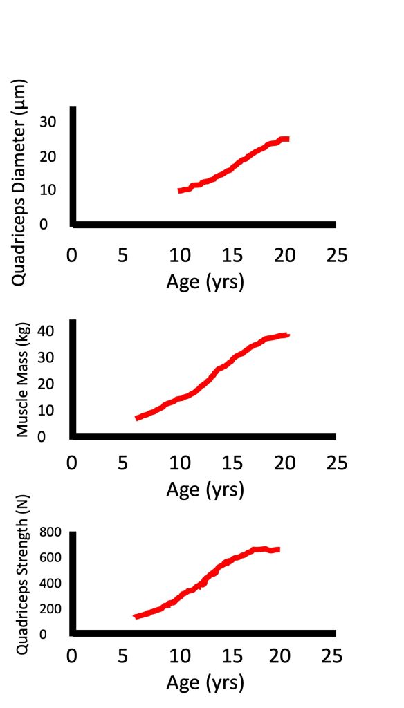 Three graphs are shown, presenting a similar pattern of change for muscle fibre diameter, muscle mass and strength with age. The lines on each graph has a similar pseudo sigmoidal shape. Quadriceps fibre diameter increases from 10 to 25 m as age changes from 10 to 20. Muscle mass changes from 10 to 40 kg as age changes from 6 to 20 years. Quadriceps strength changes from 200 to 700 N with development from 6 to 20 years.