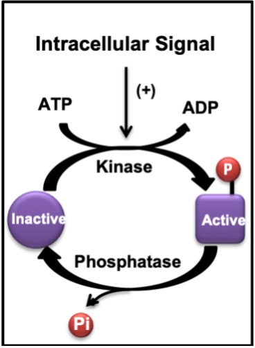 A common way that the body recognizes or remembers a signal is phosphorylation of an enzyme. Here, phosphorylation is shown to result from an intracellular signal (first event in the image) activating a kinase, which takes the terminal phosphate from ATP and adds it to an inactive protein (purple circle) which then becomes active (purple box with red "P". At the bottom of the diagram, A phosphatase is shown to reverse the reaction, removing the phosphate from the active protein, making it inactive.