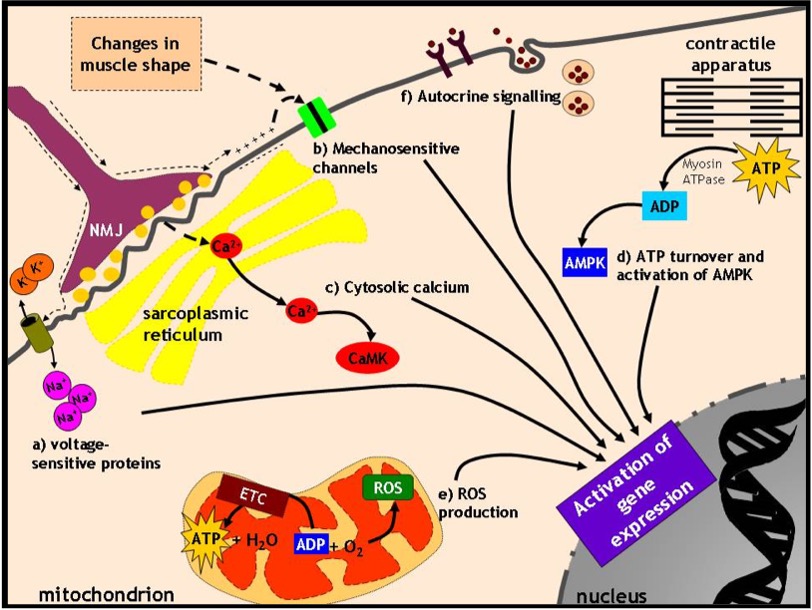 This is an elegant and complex cartoon that illustrates many ways that gene expression can be altered. In the lower left corner, is part of a nucleus, with a strand of DNA, representing the ability to synthesize a wide array of proteins in the myocyte. There are six arrows pointing at a purple box with the text "activation of gene expression" just inside the nuclear envelope. 1. a mitochondrion is drawn in the lower left, depicting ATP production by oxidative metabolism. Mitochondrial activity will result in the release of reactive oxygen species and these can activate gene expression. 2. ion channels are represented at the membrane of the myocyte. Voltage sensitive proteins can respond to changes in ion distribution that will alter the membrane potential. 3. a neuromuscular junction comes in from the left, and is positioned just above the end plate. Activation of the muscle leads to Ca2+ release and Ca2+ not only activates the muscle but can directly activate gene expression, or indirectly do so via activation of an enzyme, calmodulin kinase. 4. At the top left is a box describing "change in muscle shape", with an arrow pointing to an integral membrane protein that is sensitive to distortion and signals activation of gene expression. 5. a couple of membrane embedded receptors are shown, binding to small molecules that have been released from the myocyte, allowing a self-signalling process. The release can be by exocytosis, which is also illustrated with a couple of vesicles inside the myocyte and one in the process of releasing the autocrine molecule. The binding of the signaling molecule to the receptor can activate gene expression. 6. Metabolic activity, particularly cross-bridge activity, illustrated by a sarcomere, labeled contracion aparatus can also activate gene expression. Here, contractile activity leads to hydrolysis of ATP and a small increase in ADP concentration. This activates AMPK which controls activation of gene expression.