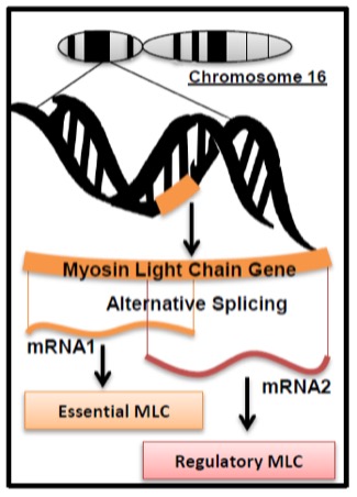 This diagram illustrates the location of genes encoding the light chains of myosin on Chromosome 16. A strand of DNA is shown in black with a light brown segment. This light brown segment is expanded in the bottom of the image, showing alternative splicing yields mRNA1 coding for essential myosin light chains and mRNA2 coding for regulatory light chains.