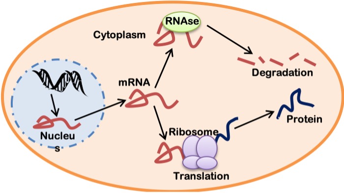 An oblong light brown cell is shown, with a round nucleus shown in blue on the left. A short arrow shows a strand of mRNA derived from a segment of DNA. Another arrow indicates the emergence of this mRNA from the nucleus into the cytoplasm, where it can follow 1 of 2 outcomes. It meets up with an enzyme, RNAse that leads to degradation, or it meets up with ribosomes that undergo translation, resulting in the synthesis of protein.