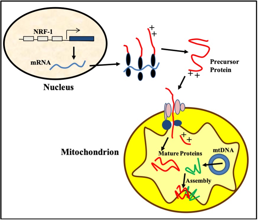 This cartoon illustrates the sequence of events for some forms of mitochondrial protein synthesis, triggered by chronic exercise. In this case, a beige nucleus is shown in the top left and a yellow mitochondrion is shown in the bottom right. Within the nucleus, transcription factor NRF-1 triggers the production of mRNA, which escapes from the nucleus and interacts with ribosomes in the cytoplasm to synthesize precursor proteins. The precursor proteins are taken up into the mitochondria, where they can be combined with other peptides, to form mature proteins. The mature proteins can be assembled with proteins synthesized within the mitochondria, from mitochondrial DNA and inserted into the mitochondrial membrane