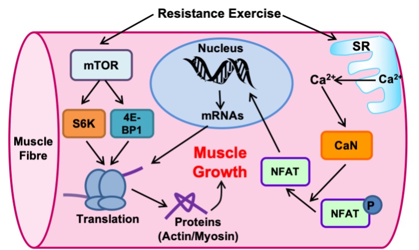 This figure summarizes the sequence of events resulting from resistance exercise. A segment of a muscle fibre is shown with initial event "resistance exercise across the top. Arrows indicate 2 consequences of this exercise: release of Ca2+ from the sarcoplasmic reticulum and increased mTOR (mammalian target of rapamycin). Sarcoplasmic reticulum is drawn on the right, with Ca2+ indicated as being released into the cytoplasm. An arrow from Ca2+ to CaN (calcineurin) in an orange box indicates activation sequence. The next arrow points at the change from phosphorylated NFAT to unphosphorylated NFAT. Calcineurin is a phosphatase. Unphosphorylated NFAT is indicated as migrating into the nucleus, a blue oval in the top area of the fibre segment. Following the arrows, this results in release of mRNAs from the nucleus into the cytoplasm. In the cytoplasm, ribosomes are drawn in blue. The mRNAs stimulate translation and protein synthesis. Meanwhile, the other arrow from "resistance exercise" at the top of the figure goes to mTOR inside the fibre, indicating release and an increase in concentration. mTOR has arrows going to cell signalling molecules: S6K and 4E-BP1, both of which have arrows going to the ribosomes, indicating regulation of translation leading to protein synthesis of actin and myosin needed for muscle cell hypertrophy.