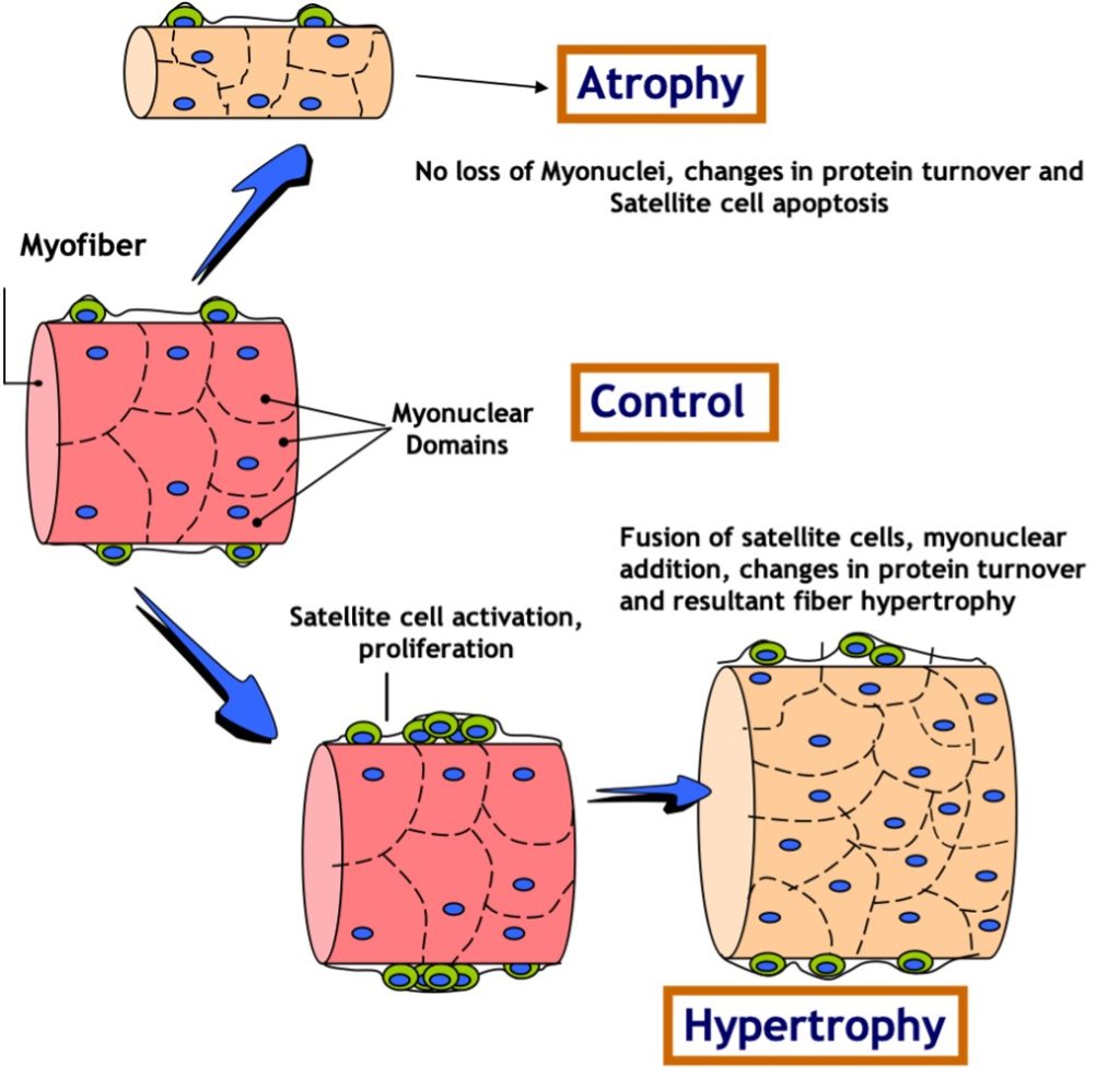 This figure shows a series of muscle fibre segments and the nuclie and satellite cells. The original myofibre is shown on the left; several nuclei are shown in the periphery with corresponding nuclear domain indicated by dashed lines around each nucleus. A couple of satellite cells are position beneath the basement membrane, but outside the cell plasmalemma. This fibre is labelled "Control". A large blue arrow points from this cell to a thinner cell above, labelled as "Atrophy". A similar number of nucleii are present, so the nuclear domain is smaller. Another blue arrow points from the control fibre to another fibre in the lower segment of the image. This fibre is undergoing hypertrophy. An early event associated with hypertrophy is proliferation of satellite cells, indicated by more cells between the myocyte plasmalemma and the basement membrane. then an arrow points from this cell to an adjacent larger fibre with more nuclei and a nuclear domain similar to the control cell. The number of satellite cells has decreased, indicating migration of these cells into the myobibre.