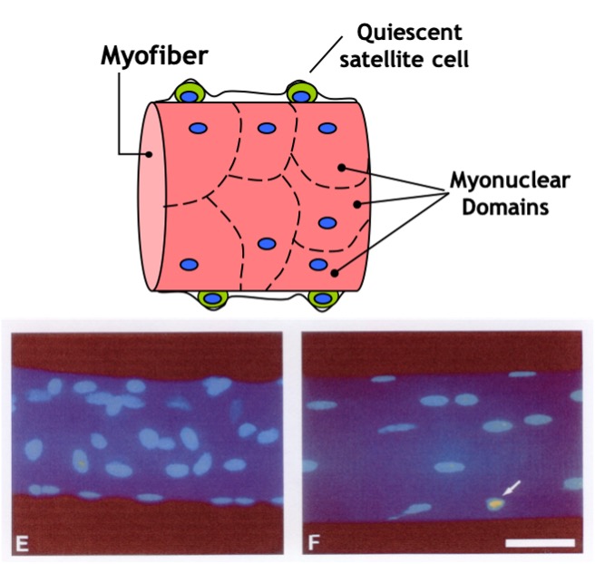 A segment of a muscle fibre is drawn in the top of this image and two histology sections of fibre segments are shown below. The diagram has blue nuclei on the surface with dashed lines drawn in a way to separate each nucleus, indicating an area or domain that belongs to each nucleus. At the top and bottom are two quiescent satellite cells with blue nucleus and green cytoplasm. The basement membrane encloses these cells, but they are clearly outside the muscle membrane. The two fibres shown below present with very different volume per nucleus. On the left, there are many more nuclei than on the right, for similar sized fibre segments. An arrow points to a yellow nucleus on the right fibre, identifying this as a nucleus that is apoptotic (undergoing degradation).