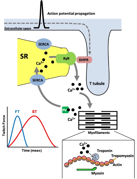 The sequence of excitation-contraction coupling is illustrated in this cartoon. At the top of the image, the extracellular space is shown, with a membrane separating the sarcoplasm from this extracellular space. A transverse tubule is shown, protruding down into the cell. An action potential is shown at the membrane with an arrow indicating propagation along the surface. Within the transverse tubule, a dihydropiridine receptor is embedded in the membrane. This receptor is linked to the ryanodine receptor in the membrane of the sarcoplasmic reticulum. Arrival of the action potential is sensed by the dihydropyridine receptor, which opens the ryanodine receptor allowing diffusion of Ca2+ from the sarcoplasmic reticulum into the cytoplasm. The myofilaments are drawn within the muscle fibre and an expanded view of these shows Ca2+ binding to troponin, which is connected to the action of the thin filament. This triggers contraction, and a twitch occurs. The twitch is illustrated as a small graph on the left. Force rises and falls over a period of milliseconds. A blue twitch represents a fast-twitch fibre, rising and falling very quickly. A red twitch represents a slow-twitch fibre, rising more slowly then falling. A transporter known as SERCA transports Ca2+ back into the sarcoplasmic reticulum, restoring the relaxed condition.