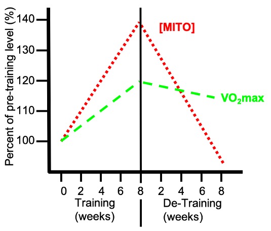 This graph shows the percent of pretraining value for mitochondrial concentration and maximal oxygen uptake for progression through 8 weeks of training followed by 8 weeks of detraining. mitochondrial volume increases to about 140% of pretraining level after 8 weeks of training, then decreases to below the baseline value with 8 weeks of detraining. In contrast, maximal oxygen uptake increases to about 120% of pretraining value after 8 weeks of training, but only decreases to about 112 % of pretraining value after 8 weeks of detraining.