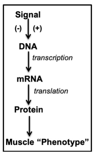 The sequence of events that alter muscle behaviour or observable properties are listed in a flow diagram. At the top, a "Signal" will either activate or inactive DNA, resulting in a change in transcription, leading to a change in messenger RNA. Then translation is needed to generate protein. The new protein will give the muscle a different behaviour or phenotype.