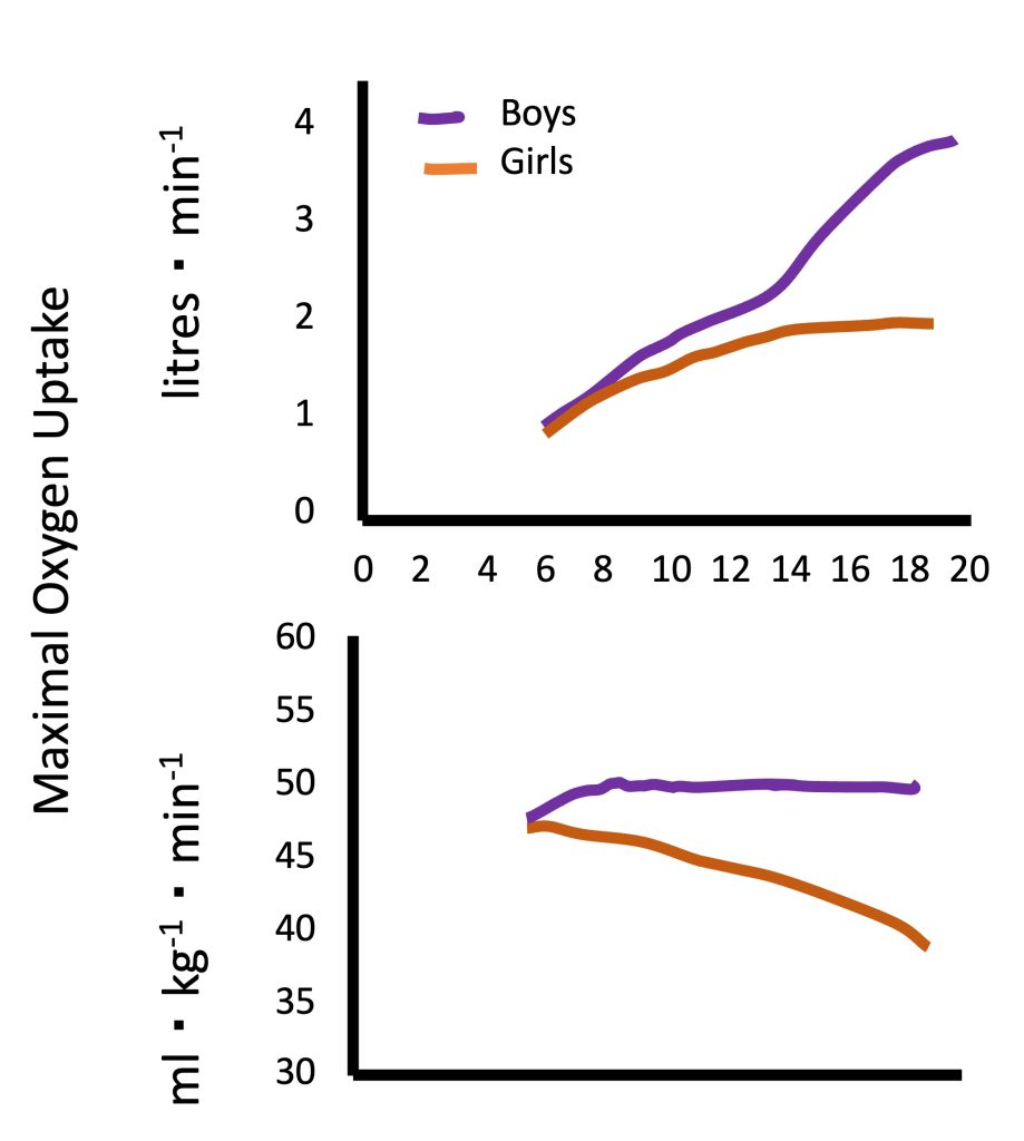 Maximal oxygen uptake is shown here for boys and for girls. In the top graph, V̇O2max is shown in litres per min and in the bottom graph ml·kg-1·min-1. It can be seen that when expressed in absolute terms, V̇O2max increases almost linearly for boys from 1 l/min at age 6 to 4.6 l/min at age 20. For girls, V̇O2max is similar to boys at age 6-10, then tends to level off at about 2 l/min through to age 20. When expressed relative to body weight, V̇O2max is pretty constant for boys at about 50 ml·kg-1·min-1. Girls at age 6 are similar to the boys, but decrease almost linearly to about 40 ml/kg/imin at age 20.