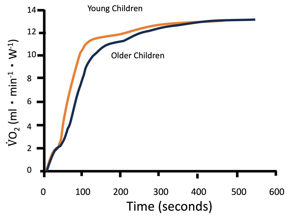 The kinetics of oxygen uptake are shown for young children vs older children all cycling at the same power output. Three phases of oxygen uptake are shown, with phase 1, the cardiodynamic phase occupying the first several seconds, then phase 2 bringing oxygen uptake to near steady state and phase 3 a further slow increase to a steady state within 7-8 min. Young children rise more quickly and higher in phase 2, but the final steady state oxygen uptake is the same for both groups. This intensity of exercise would be expected to be higher than the vigorous domain, probably just above the anaerobic threshold.