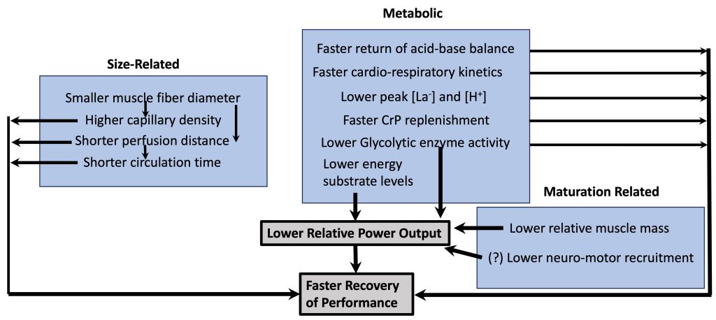 This is a flow chart, showing the events that permit faster recovery of performance for children when compared to adults. Size related factors include smaller muscle fibre diameter, and higher capillary density both of which contribute to shorter diffusion distances. Shorter circulation distance results in shorter circulation time. All of these factors contribute to faster recovery of performance. Metabolic factors include: lower peak lactate and smaller change in pH allow faster return to acid-base balance. There may also be faster cardiorespiratory kinetics. Lower glycolytic enzyme activity contributes to these smaller changes. These metabolic changes are associated with lower relative power output. These metabolic factors allow faster recovery of performance. Finally, Maturation factors related to smaller relative muscle mass and possibly less motor unit recruitment allow faster recovery of performance.