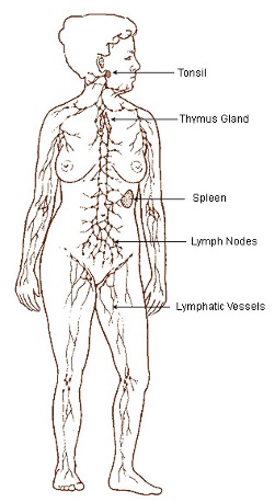 The lymph system is illustrated for a female body. The outline of the body has lymph vessels drawn in, showing drainage from the limbs, neck, chest, abdome and groin. Small nodules are illustrated periodically along the vessels, representing lymph nodes. The tonsils in the throat, the spleen in the abdomen are also part of the lymph system.