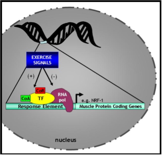 A large nucleus is shown in the diagram. At the. top is a segment of DNA, with a small part of it blown up across the bottom. The segment has: response element and muscle protein coding genes. The response element has transcription factor bound to it, and it is indicated that exercise signals with positive and negative impact on these transcription factors by bound coactivator or corepressor molecules also shown bound to the transcription factor. The transcription factor is also bound to RNA polymerase, which initiates gene transcription. Nuclear-respiratory factor-1 is given as an example of an exercise related