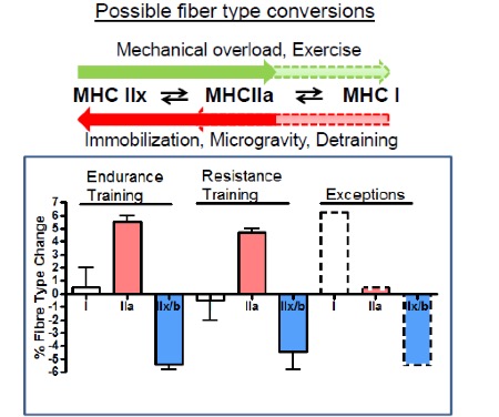 There are two parts to this figure, both illustrating the expected change in firbre-type with training or inactivity. At the top of the figure is a sequence from myosin heavy chain IIx to myosin heavy chain IIa to myosin heavy chain I. Arrows between these terms go both ways, indicating a reversible change. At the top of the figure it states "Mechanical overload, Exercise" with a green block arrow beneath, indicating change to the right. However, the change from myosin heavy chain IIa to I is lighter and the arrow is outlined with a dashed line to indicate this transition is rare or very slow. Beneath these terms is a red arrow indicating a leftward shift, again with the part involving type I myosin heavy chain marked with lighter colour and dashed line around the arrow. This direction of change in fibre-type is the result of immobilization, exposure to microgravity and detraining. The lower part of the figure presents a histogram with changes in myosin heavy chain resulting from (left to right) endurance training, resistance training and exceptions. In all cases, type IIa increases by 5-6% and there is a corresponding decrease in type IIx (or b, for study of small rodents). The exceptions indicate increases in type I and are marked by dashed lines around the column.