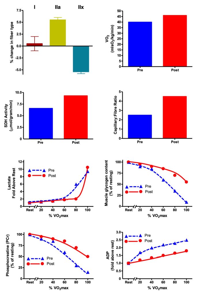 This figure presents a series of graphs; four are histograms and 4 are scatter plots with lines joining the lines. The top left histogram shows the change in fibre type as a result of the training. Type IIa fibres have increased while Type IIx have decreased. Maximal oxygen uptake increased slightly from 40 to 45 ml/kg/min.Biopsy samples showed a small increase in succinate dehydrogenase activity and the ratio of capillaries to muscle fibres increased from 2.5 to 4.4. During the incremental test, Andrew was able to go an extra stage without an increase in blood lactate. Muscle glycogen use during the incremental test was reduced, and the decrease in creatine phosphate concentration was considerably less. Similarly, the rise in ADP concentration was less after the training program.