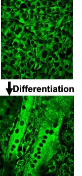 Two pictures of histology slides are shown. The top one is of several small myoblasts. Each cell has an outer membrane and a large black nucleus. Cytoplasm is stained green. The distribution of myoblasts appears to be random. In the lower picture, the myoblasts have aligned and fused, forming immature muscle cells or myotubes. Each myotube has several centralized nuclei.