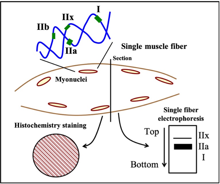 This drawing illustrates the determination of fibre type in a muscle cell. In the top left is shown a strand of DNA, with coding for 4 types of myosin: type I, type IIa, type IIx and type IIb. This DNA would be present in all nucleii of the myocyte. Beneath this is a representative myocyte with multiple nucleii. Evaluation of the cell for fibre type can be by histochemistry which relies on staining a microscope slide containing the muscle sample or by electrophoresis, which requires preparation of a muscle sample and application of the sample to a channel of gel.