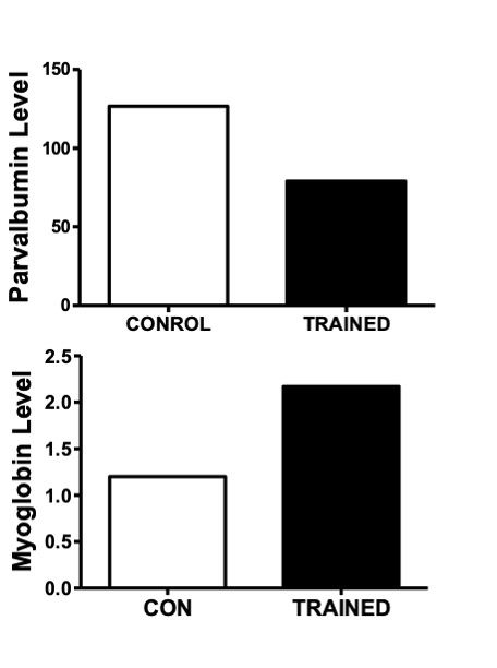 A pair of histograms are shown here, one depicting parvalbumin where in the trained state, parvalbumin is reduced from about 128 to about 78. In the second graph, Myoglobin is shown to increase from 1.2 to about 2.2 in trained muscle.