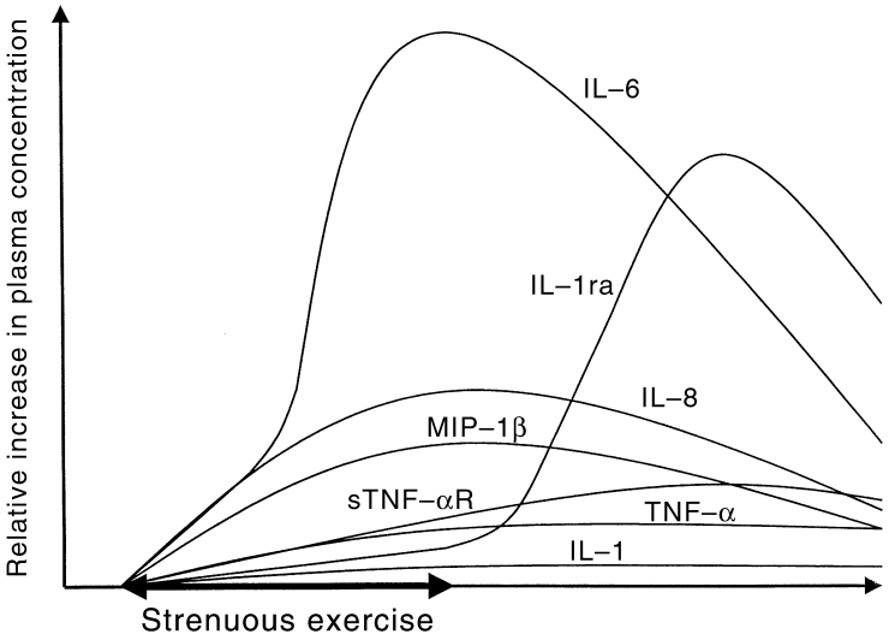 Strenuous exercise initiates the release of a number of cytokine. This graph illustrates the time course of a number of these. On the vertical axis is relative increase in plasma concentration and on the x axis is a period of strenuous exercise and the immediate period of time afterwards. IL-6 reaches a high peak by the end of the exercise, then decreases in concentration during the recovery period. The second highest peak is IL-ra, which rises very little during the exercise, but increases at the end of the exercise, reaches a peak then decreases. IL-8 and MIP-1B rise during the exercise, then fall during recovery. sTNF-αR and TNF-α increase during the exercise, and continue to rise afterwards, but do not reach the peak that LI-8 and MIP -β reach. IL-1 increases very little, but remains slightly elevated through the recovery.