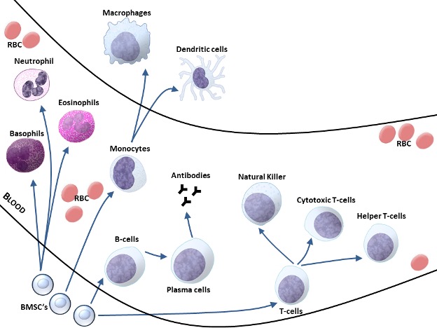 A cartoon of the cells of the bodies immune system is shown. On the bottom are three similar looking cells. these are bone marrow stem cells, precursors to the leucocytes or white blood cells. There are 3 classifications of white cells. As the stem cells differentiate, they migrate into the vasculare system. Some BMSC's become granulocytes (basophils, neutrophils, eosinophils and mast cells. Another stem cell becomes monocytes, which migrate to areas of damage to become macrophage and dedritic cells. Another stem cell can become B-cells or T-Cells. B-Cells become plasma cells which produce anitbodies and T-Cells become natural killer cells, cytotoxic T-cells or helper T-cells. Red blood cells, also pictured in the blood vessel are also synthesized by stem cells in the bone marrow.