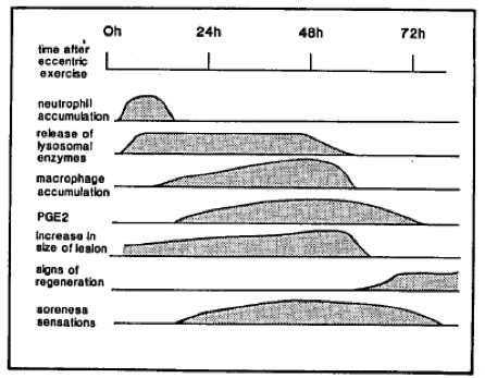 This figure shows the time course of change in immune response by category. At the top of the figure is a time scale, beginning at 0 hours and continuing to just past 72 hours. 7 types of immune cell are presented. For each one, a grey "mound" or hill represents the rise, maintenance and fall of the response depicted. Neutrophil accumulation begins within a couple of hours, peaks at about 10 hours, then decreases to the baseline by 20 hours. Release of lysosomal enzymes begins at about the same time as lymphocyte accumulation, rises slightly more slowly, but maintains a plateau of release up to 48 hours then declines to the baseline by 55 hours. Macrophage accumulation begins at about 10 hours and slowly builds to a large peak at 45 hours, then declines to baseline by 55 hours. PGE2 begins to rise at about 18 hours, rises slowly to a peak at 50 hours then slowly declines to the baseline by 72 h. Increase in the size of the lesion increases at about 5 hours, then slowly grows until 52 hours then sharply decreases to the baseline by 56 hours. Signs of regeneration do not appear until about 50 hours and rises to a plateau which is maintained for the duration of the graph. Sensation of soreness begins at about 20 hours, builds slowly until 44 hours, then slowly dissipates to baseline by 74 hours.