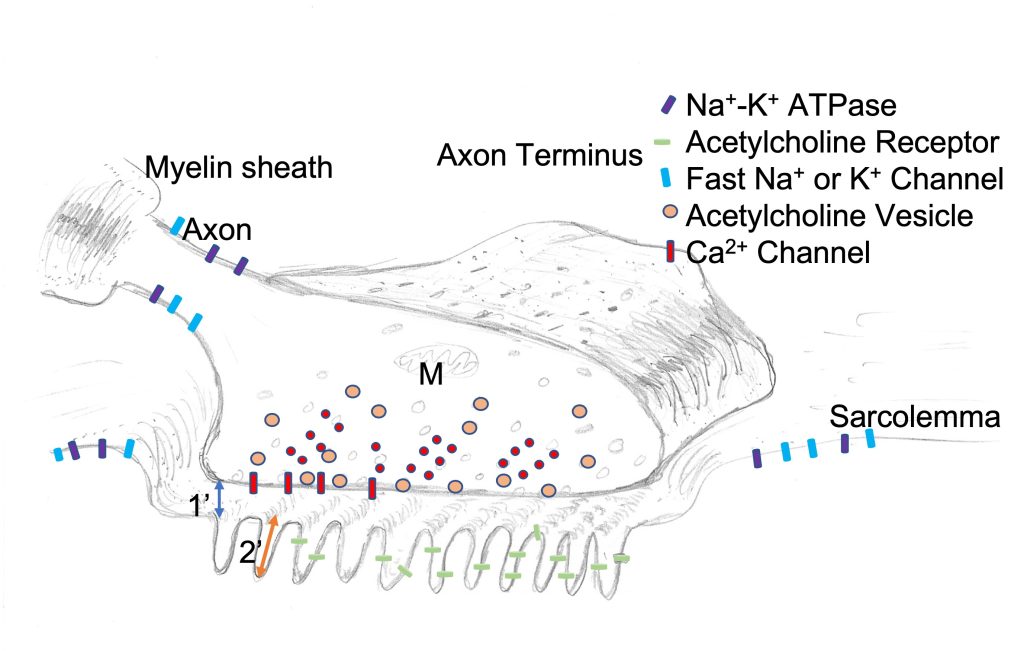 a drawing of a the bud of a nerve terminal lying over the membrane of the muscle at the neuromuscular junction. The muscle membrane shows secondary synaptic clefts as canyons lined with acetylcholine receptors and fast Na+ channels and fast K+ channels. In the nerve terminal, spherical vesicles containing acetylcholine are shown.