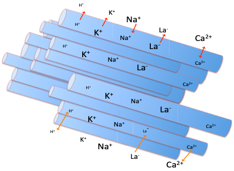 A series of parallel tubes, representing muscle fibres is shown, with ions inside or outside, with the size of the name representing the concentration of the ion in the cell or in the intercellular fluid. Red arrows across the top represent ion changes during intense exercise. Hydrogen moves out, potassium moves out, sodium moves in, lactate moves out and Ca2+ may move in or out. An inactive fibre is shown at the bottom. Here, hydrogen can move in either direction, lactate moves in and Ca2+ can move in either direction.