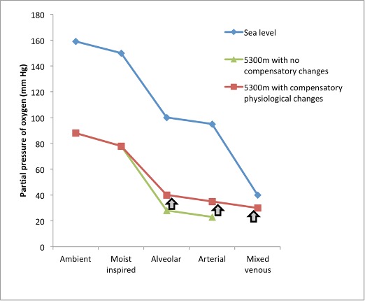 The oxygen cascade is the falling partial pressure of oxygen as you go from ambient to moistened inspiratory air to alveolar air to arterial blood then across the capillary beds to mixed venous blood. Here, the values for partial pressure of O<sub>2</sub> is plotted for these locations: for sea level, and 5300 m altitude with and without compensation. Values for sea level are: 160 mmHg for ambient, 150 mm Hg for moist inspired, 100 mm Hg for alveolar, 95 mm Hg for arterial, and 40 mm Hg for mixed venous. Values for 5300 m altitude without compensation are: 87 mm Hg for ambient, 79 for moist inspired, 27 for alveolar and 22 for arterial. With physiological compensation (increased ventilation and increased cardiac output), values for ambient and moist inspired are not changed, but arterial moves up to 40 mm Hg and arterial is 35. Mixed venous is 30.