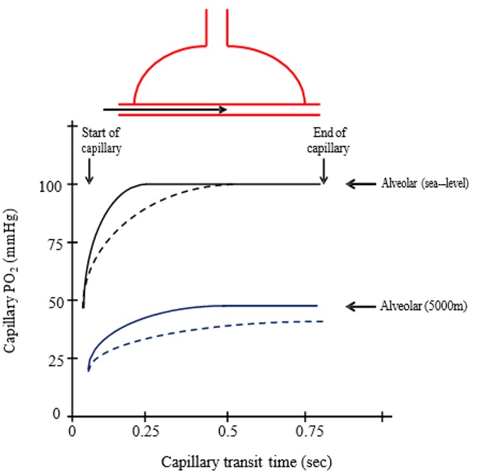 A drawing over a graph illustrates an alveolar space, represented by a dome with an airway attached and a capillary across the bottom. The graph illustrates the change in PO2 as blood moves through the capillary. The axis on the left shows capillary PO2 in mm Hg. The x axis shows capillary transit time from zero to 0.75 s. A solid line representing rest at sea level shows a rapid rise in PO2 from below 50 mm Hg to nearly 100 mm Hg, reaching this peak by about .25 of the distance through the capillary. Another solid line representing rest at 5000 m shows a slower increase in PO2, from below 25 mm Hg to about 48 mm Hg, reaching the peak before half way through the capillary. During exercise, shown with dashed lines, PO2 increases from below 50 mm Hg to just below 100 mm Hg at sea level. This upper value is achieved a little slower than at rest, but still before 0.5 of the way through the capillary. At altitude, the dashed line representing exeer]cise increases slowly from below 25 mm Hg to about 36 mm Hg, well below the level achieved at rest.