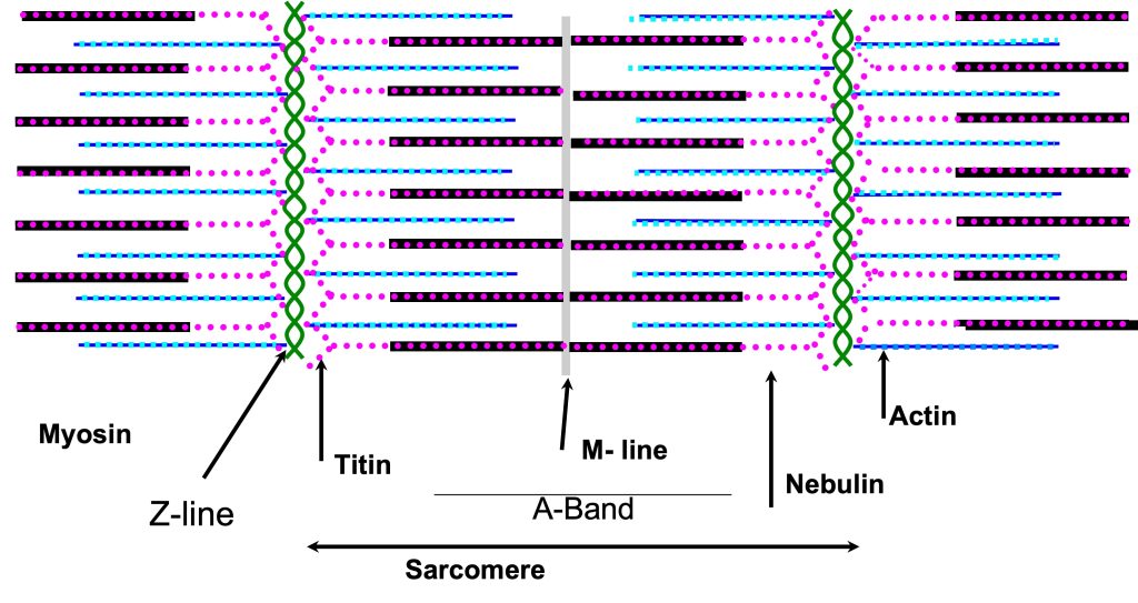 This is a two-dimensional drawing of the myofilaments, showing actin, myosin, titin, and nebulin. The Z-line is shown as a green crisscrosising vertical strand; one near the left and one near the right. Extending from the Z-line to both the left and the right are thin filaments composed mostly of actin in blue (troponin and tropomysoin are not shown). Midway between the Z-lines is the M-line a vertical grey structure that holds the thick filaments together. The thick filaments are composed mostly of myosin and are black in this diagram. There is some overlap of the thin filaments with the thick filaments, but there is also a range near the M-line where only thick filaments are evident and an area near the Z-line where thin filaments exist without the thick filaments. Titin is shown as a red dotted line, extending along the thick filament from the M-line to the end of the thick filament then through the space to the Z-line. Nebulin is shown as a dotted line that follows the thin filaments.