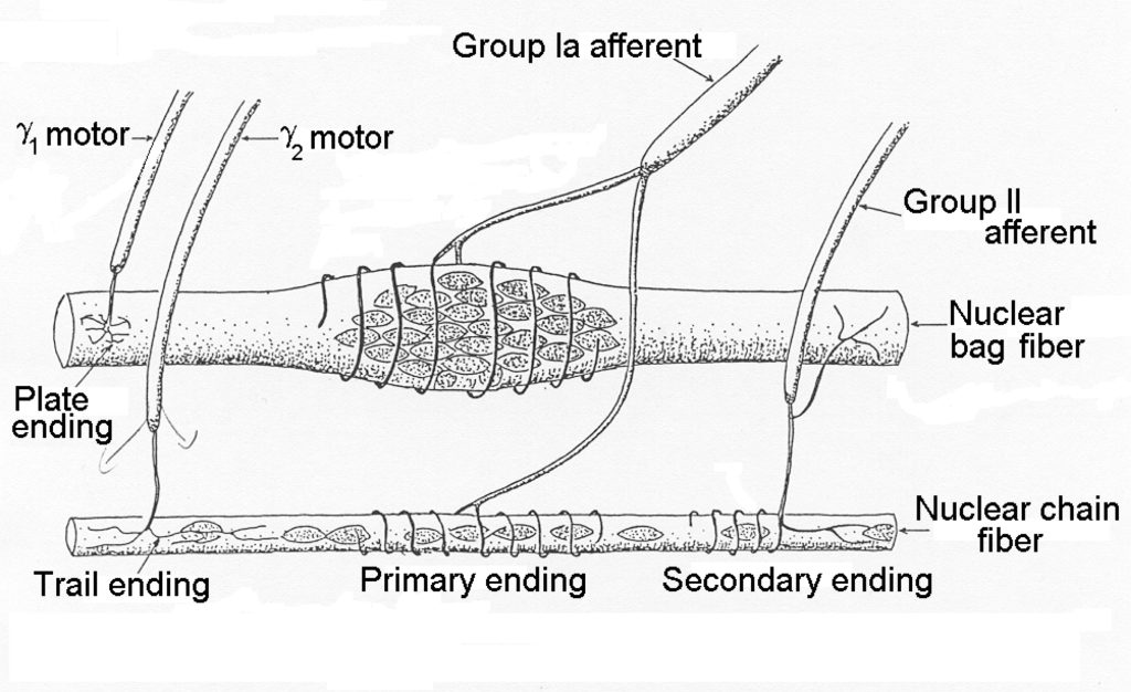 This drawing illustrates the structure of nuclear bag fibres and nuclear chain fibres of the muscle spindle. The nuclear bag fibre has a swelling near the middle that contains all of the nucleii of the cell. The nuclear chain fibre does not have a swelling and the nucleii are distributed along its length. Two types of afferent neurons are shown on the right side of the drawing. Group Ia afferents have a primary ending on both the nuclear bag and nuclear chain fibres. The group II afferent has secondary endings on both sensory fibres. Gamma 1 motor neuron connects to the nuclear bag fibre. Gamma 2 motor nueron connects to the nuclear chain fibre.