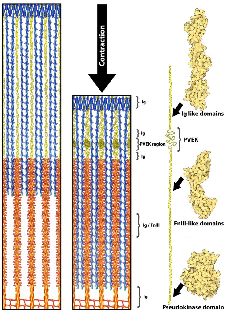 The titin filament is shown here on the right and how it fits into the sarcomere is shown on the left. Titin looks like a long thin strand, with a somewhat folded area, the PEVK region in the middle of the top half of the filament. Other identifiable regions include an Ig like domain near the Z-line, a FnIII-like domain in the middle region and a pseudokinase domain near the origin (M-line). On the left are shown two half-sarcomeres, one elongated and one shortened . The lower end represents the M-line, the middle of the thick filament and the origin of one titin molecule. The thin filaments in blue extend from the top end almost to the M-line. The PEVK domain is highly folder, to accommodate the short sarcomere length. on the left, the extended sarcomere has a fully extended PEVK domain and the thin filaments just overlap the last 1/4 of the thick filaments.