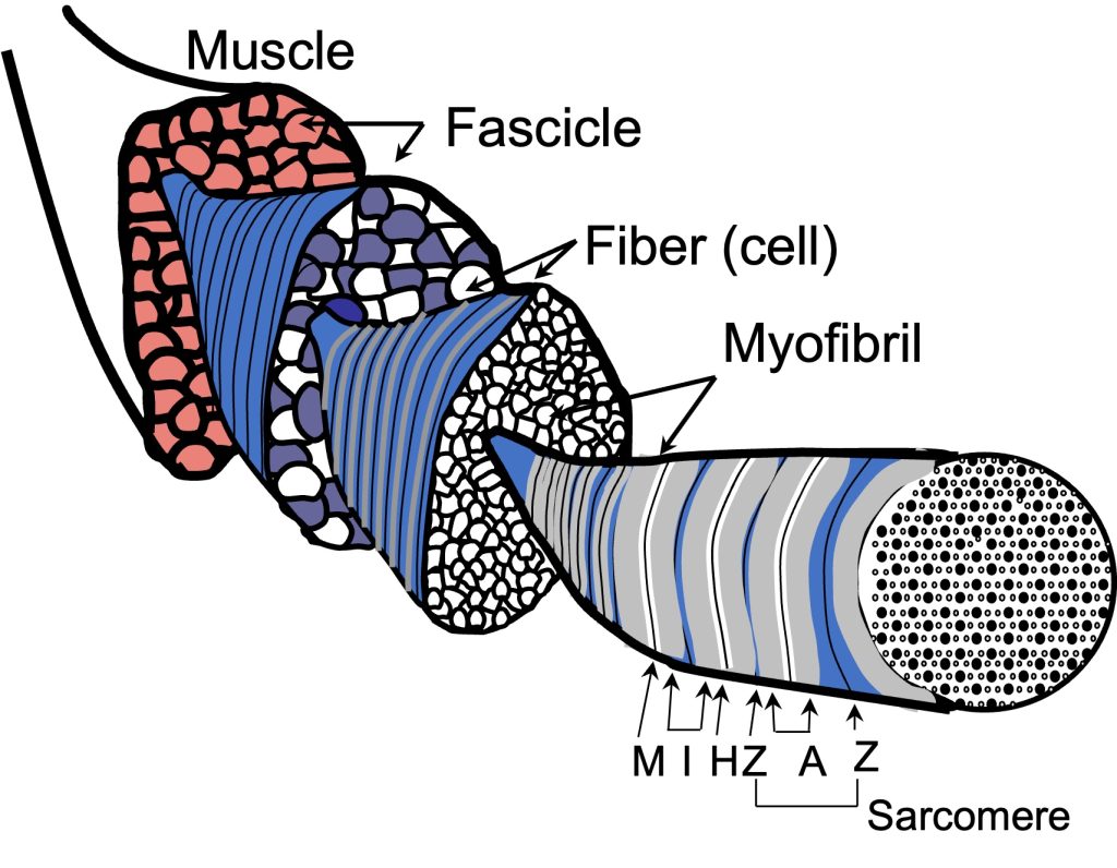 A cross-section of muscle is shown with fibres bundeled into fascicles; one fascicle is pulled out with enlargement illustrating individual myocytes. One of these myocytes is pulled out and expanded, showing myofibrils. In the cross-section of the myofibril, you can see myofilaments.