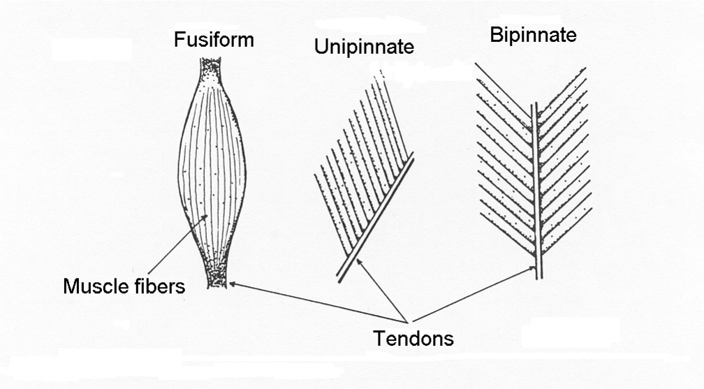 Three muscles are pictured. The one on the left is narrow at the ends and bulges in the middle; it is fusiform in shape. The one in the middle has tendon along the lower right border with lines drawn at an upward and to the left representing fibres inserted into the tendon at an angle. These are pennated fibres. The final image of a muscle shows a tendon and fibres similar to the second image but also with muscle fibres drawn upwards and to the right. It is a bipennate muscle.