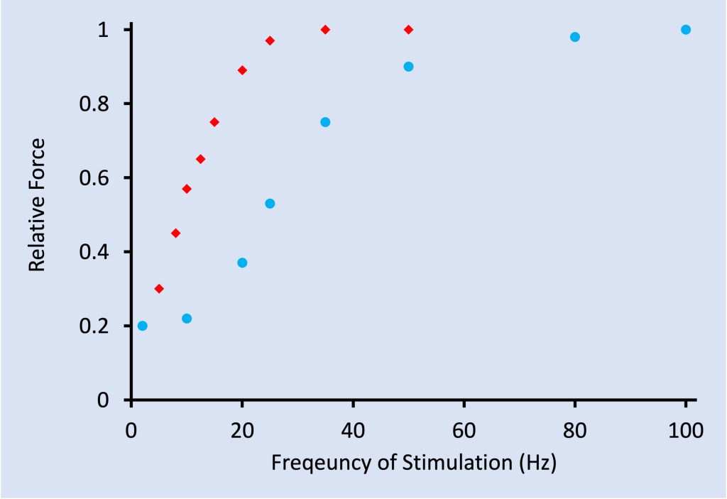 Relative force (maximum = 1.0) is plotted here against frequency of stimulation for slow-twitch (in red) and fast-twitch (in blue) motor units. Slow-twitch units increase in force as frequency of stimulation increases from 0 to 30 Hz, then levels off for further increases in stimulation. Fast-twitch units have a similar relative force at low frequencies, but increase in force from about 15 Hz to 50 Hz, then level off at maximal force.