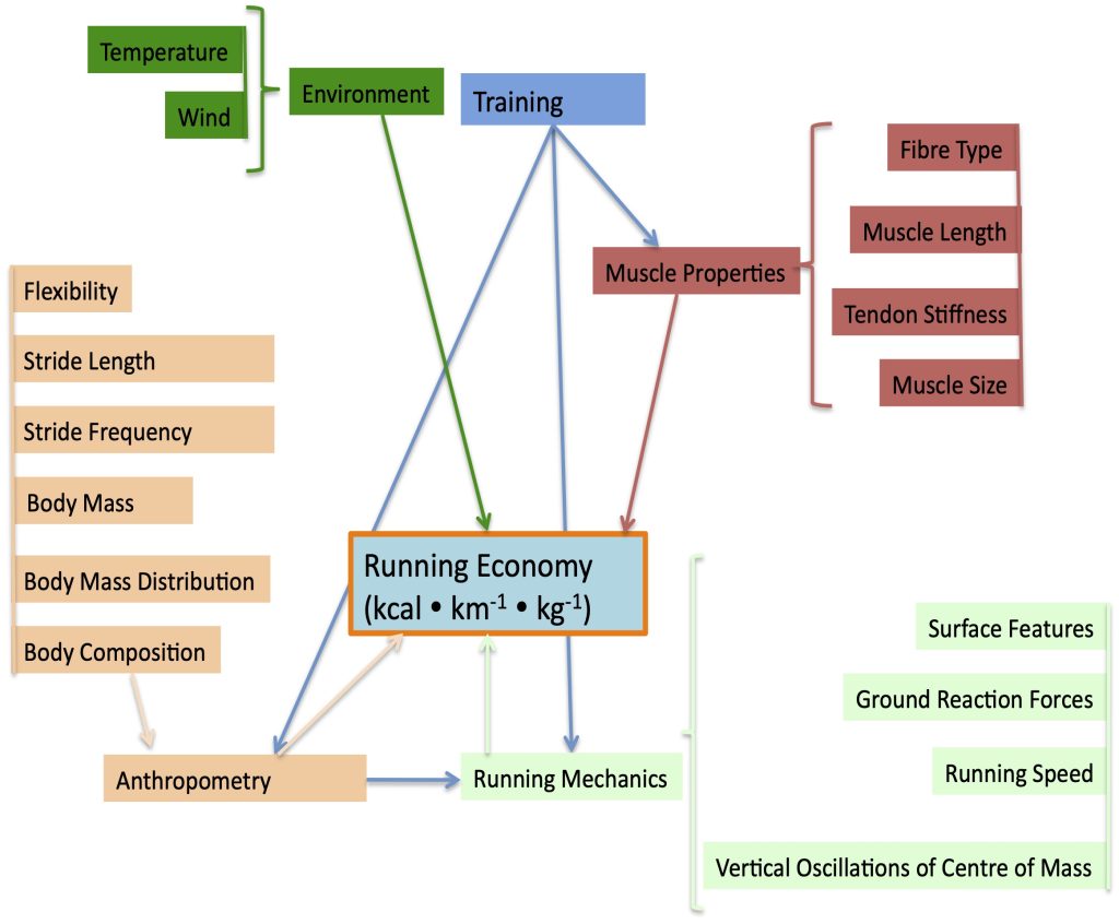 This is a complex diagram illustrating the factors that impact running economy (kcal/km/kg). On the left, the factors related to anthorpometry are presented: flexibility, stride length, stride frequency, body mass, body mass distribution and body composition. Training, identified as a block at the top of the diagram can influence some aspects of anthropometry and running mechanics (a block at the bottom), but can also affect muscle properties. These include fibre-type, muscle length, tendon stiffness and muscle size. On the lower right is a series of external factors that an influence running mechanics: surface features, ground reaction forces, running speed and vertical oscillation of centre of mass. At the top left is temperature and wind, connected to environment which connects directly to economy.