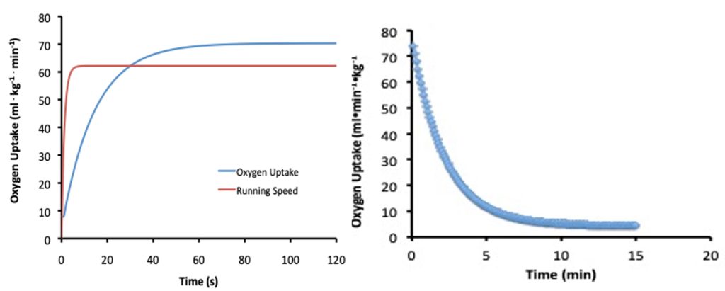 The kinetics of oxygen uptake are shown for Jake in the first two min of running a 10 km road race and in the first few min of recovery after the race is complete. Jake's speed is shown to accelerate to a constant speed within seconds. His oxygen uptake rises for the first minute and a half, then reaches a steady state. Presumably this rate is maintained through-out the race. On the right, a graph showing the exponential decline in oxygen uptake once he has completed his race. Only 15 min of data are shown and he has not yet reached resting levels of oxygen uptake.