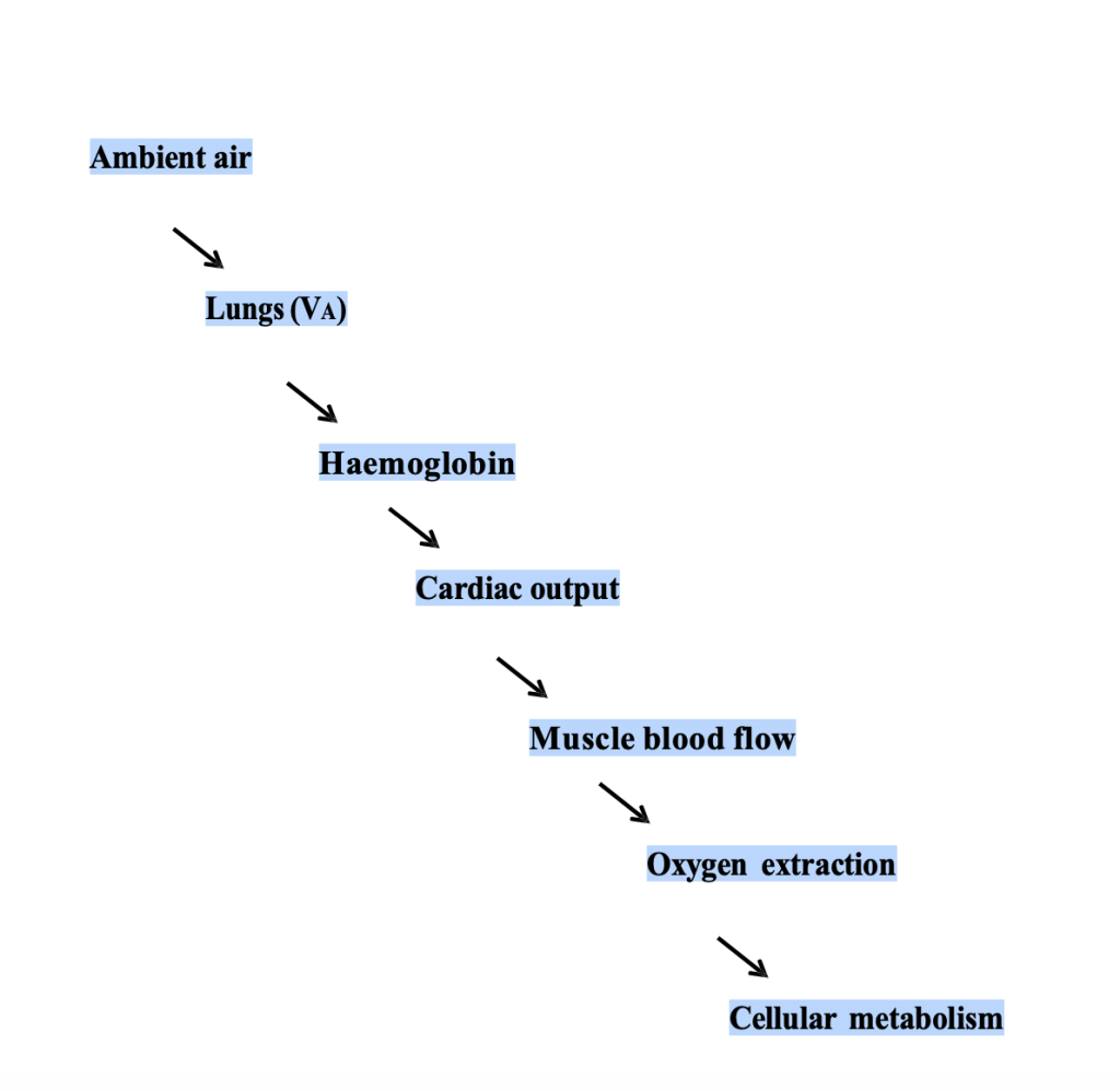 A sequence for the oxygen cascade is illustrated. Partial pressure of O2 decreases as you go from: Ambient air, to Lungs, to arterial blood, represented by cardiac output and muscle blood flow. Then oxygen extraction results in a decrease in PO2 across the length of each capillary. Cellular metabolism is the sink for O2, and mitochondrial PO2 is quite low.