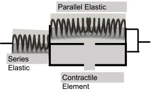 a drawing showing 2 springs, with a model of a contractile unit beside one of these. One spring is the elastic structures in series with the muscle and the other represents the elastic properties of the resting muscle.